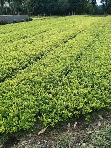 室外绿化工程设计说明范文