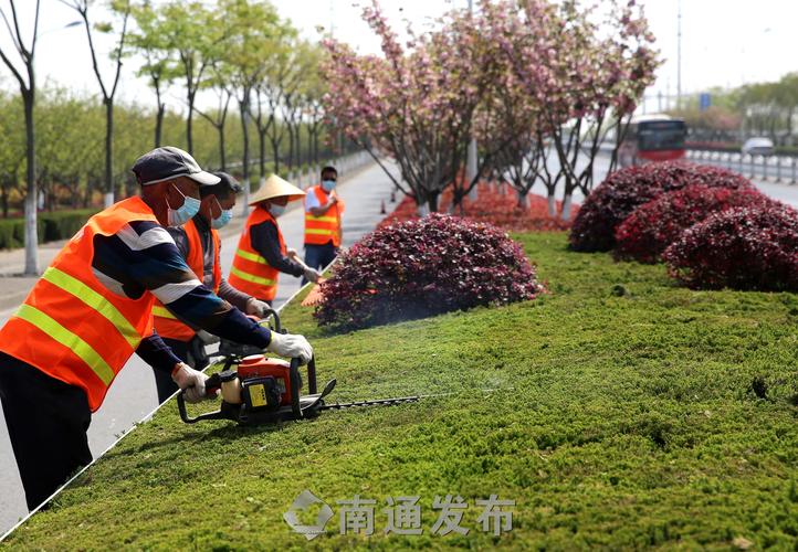 信阳绿化工程挖树坑事件