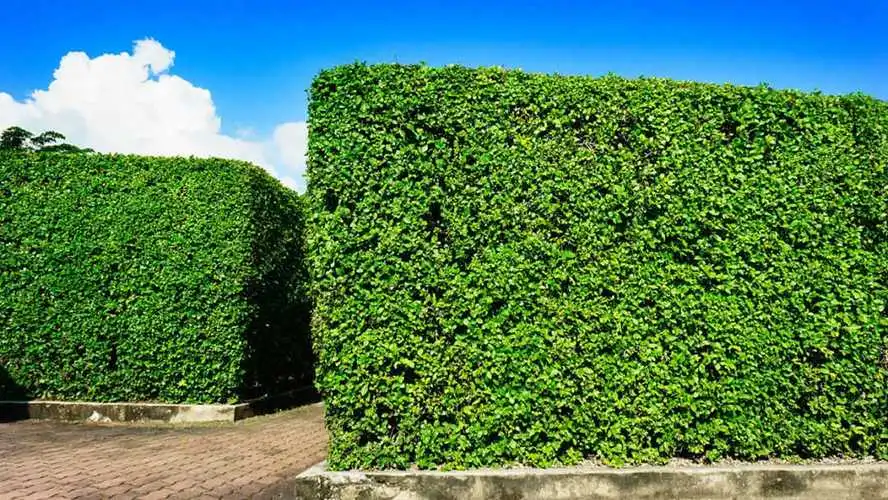 维护园林生态平衡的现实任务：市园林管理不足造成植物种植失衡